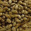 2-Row Pale Malt (Prairie Malt)