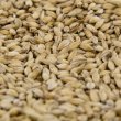 2-Row Pale Malt (Gambrinus)