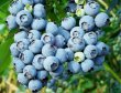 Blueberry Wine Additives Kit