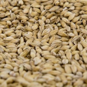 2-Row Pale Malt (Gambrinus)