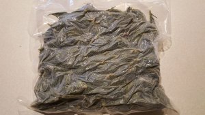 Spruce Tips, Frozen - 8 oz and up
