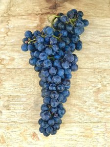 Premium Frozen Grapes & Juices from Wine Grapes Direct (ORDERS NOW OPEN)